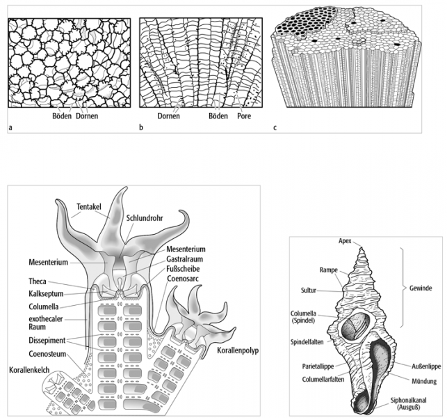 Korallen, Polypen, Schnecken