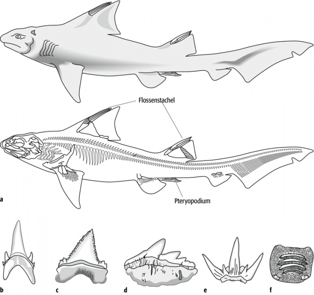Fossilien 1, Knorpelfische