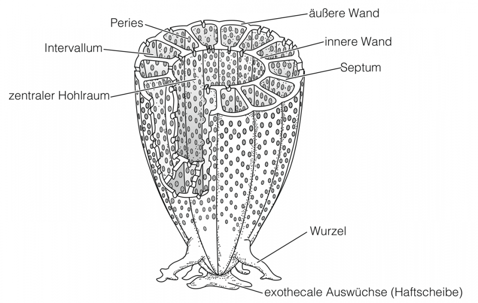 Archaeocyathida, Kalkskelett