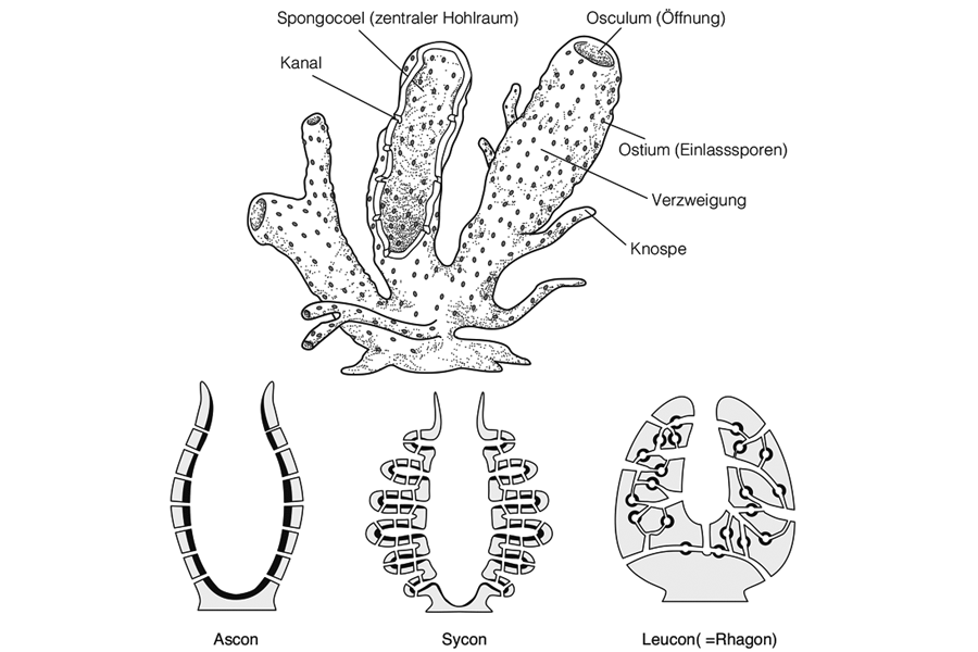 Korallen 2