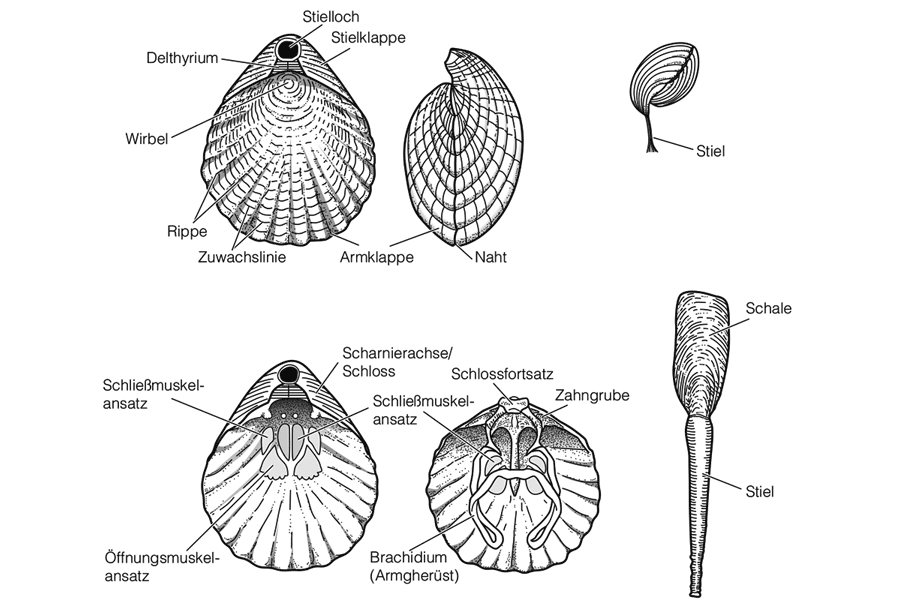 Brachipoda