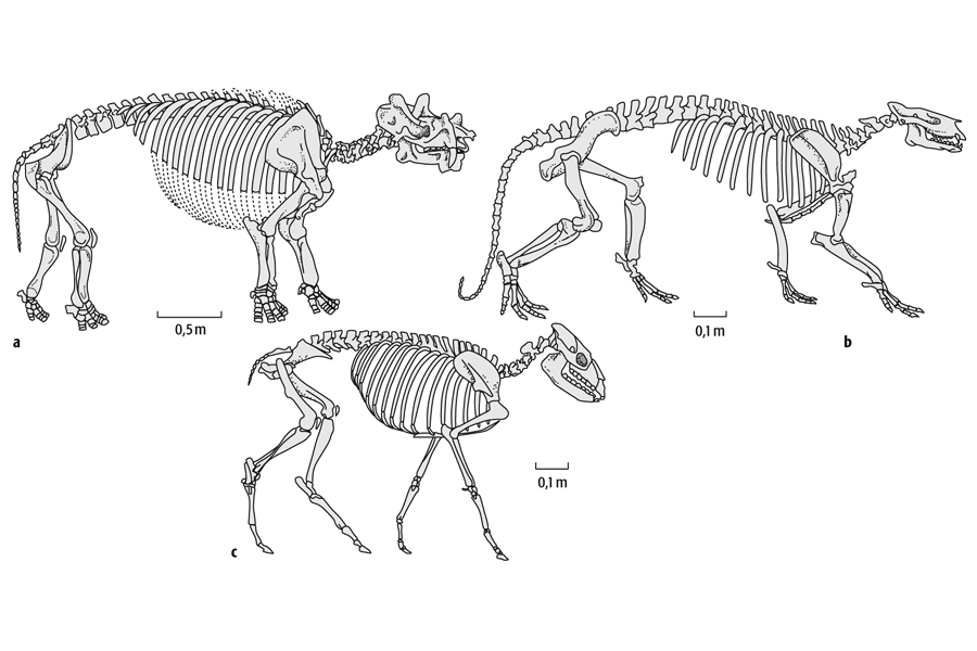 Fossilien 3